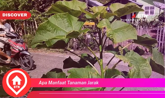 apa manfaat tanaman jarak