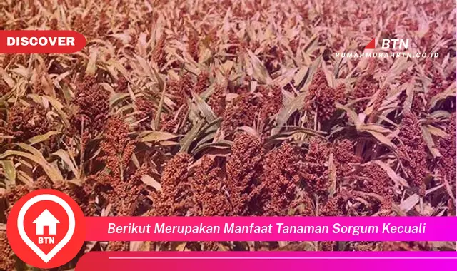 berikut merupakan manfaat tanaman sorgum kecuali