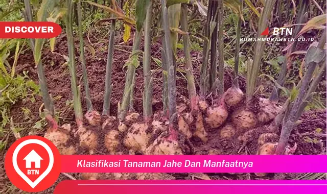 klasifikasi tanaman jahe dan manfaatnya