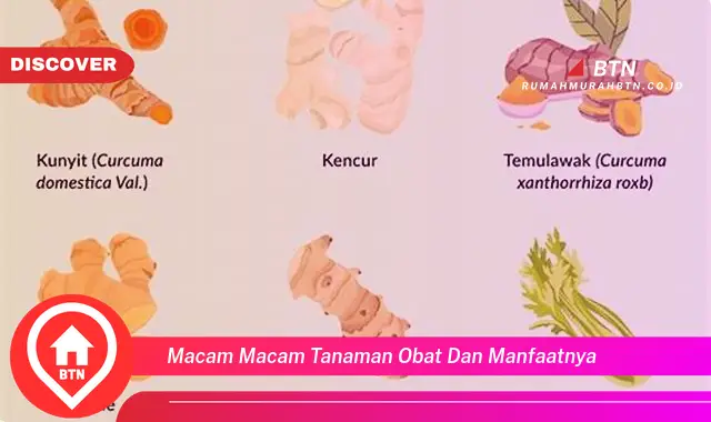 macam macam tanaman obat dan manfaatnya