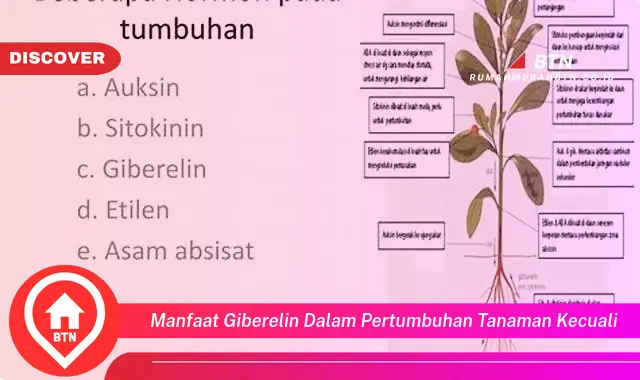 manfaat giberelin dalam pertumbuhan tanaman kecuali