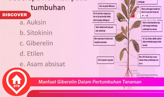 manfaat giberelin dalam pertumbuhan tanaman