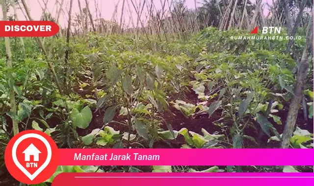 manfaat jarak tanam