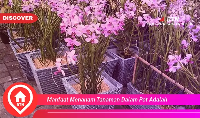 manfaat menanam tanaman dalam pot adalah