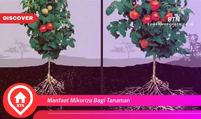 manfaat mikoriza bagi tanaman