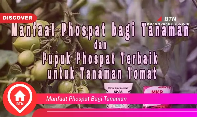 manfaat phospat bagi tanaman