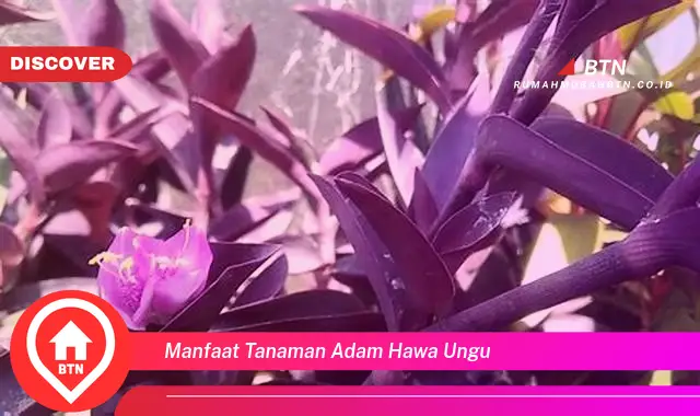 manfaat tanaman adam hawa ungu