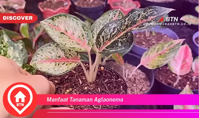 manfaat tanaman aglaonema