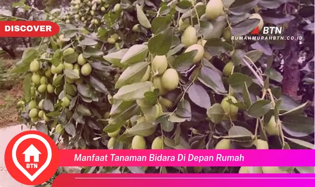 manfaat tanaman bidara di depan rumah