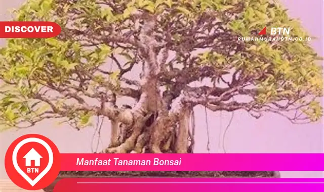 manfaat tanaman bonsai