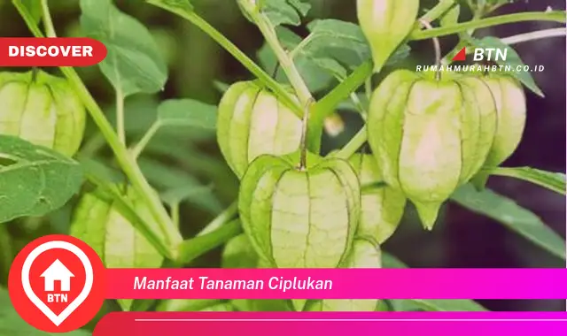 manfaat tanaman ciplukan