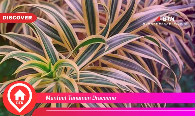 manfaat tanaman dracaena