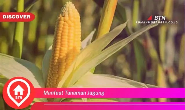 manfaat tanaman jagung