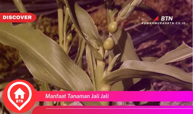 manfaat tanaman jali jali