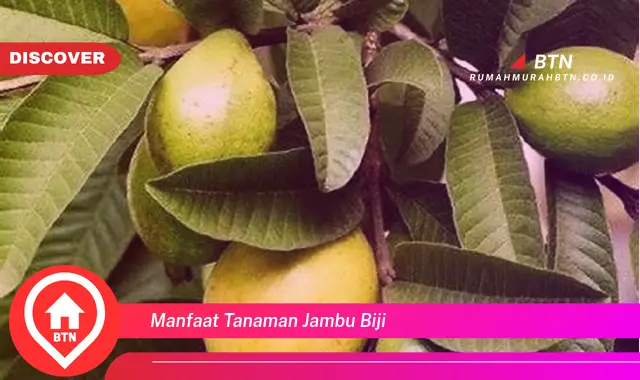 manfaat tanaman jambu biji