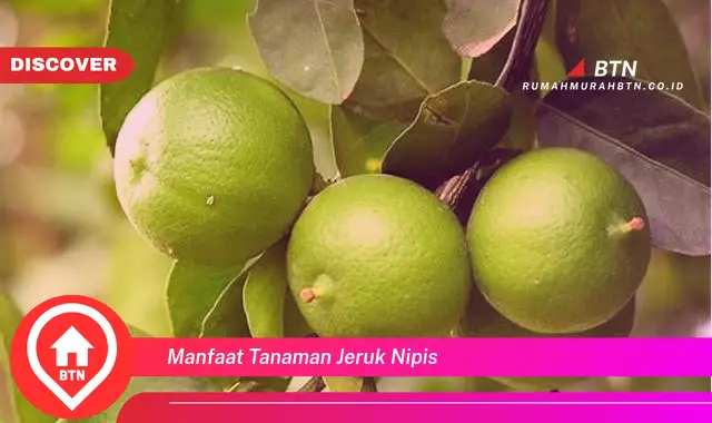 manfaat tanaman jeruk nipis