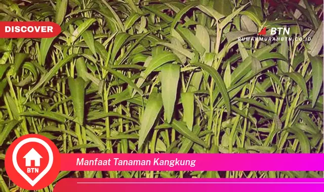 manfaat tanaman kangkung