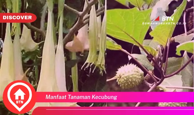 manfaat tanaman kecubung