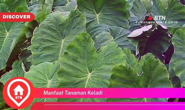 manfaat tanaman keladi