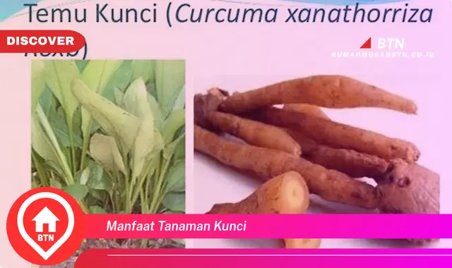 manfaat tanaman kunci