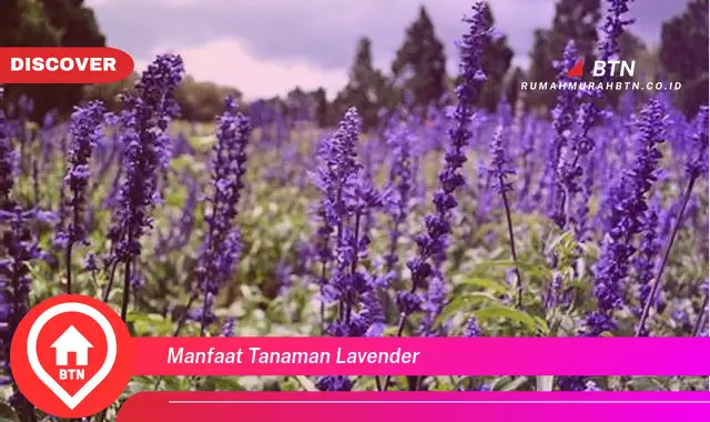 manfaat tanaman lavender