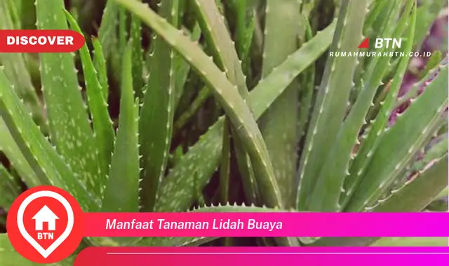 manfaat tanaman lidah buaya