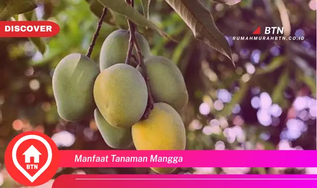 manfaat tanaman mangga