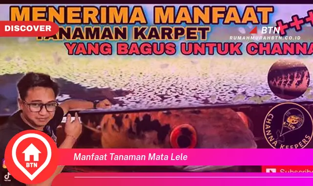 manfaat tanaman mata lele