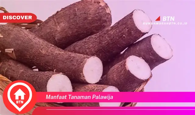 manfaat tanaman palawija