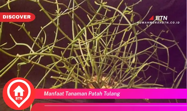 manfaat tanaman patah tulang