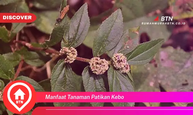 manfaat tanaman patikan kebo