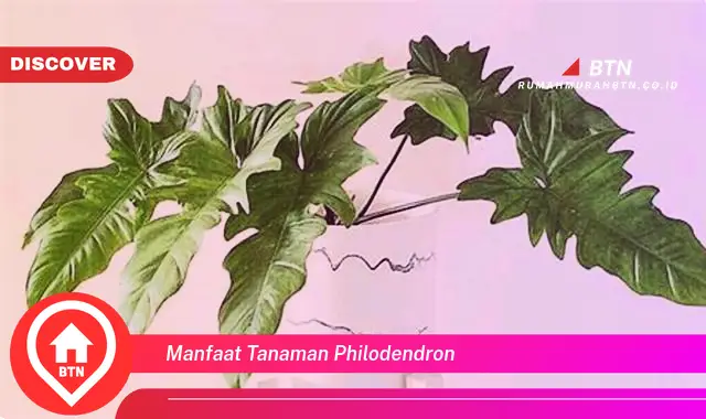 manfaat tanaman philodendron