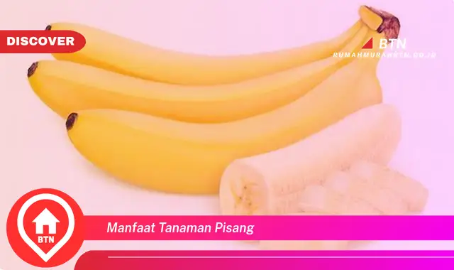 manfaat tanaman pisang