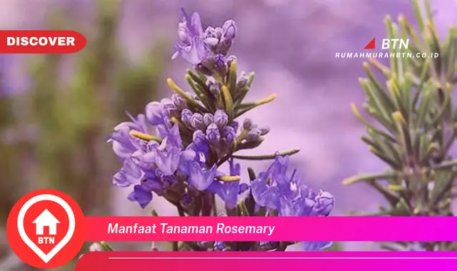 manfaat tanaman rosemary