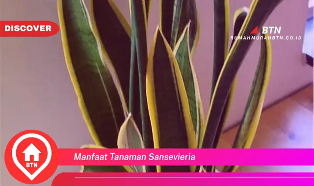 manfaat tanaman sansevieria