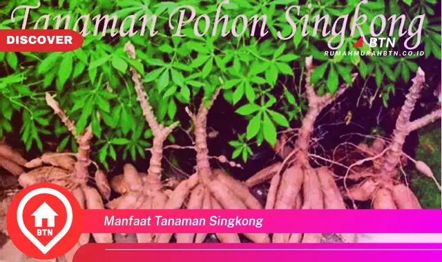 manfaat tanaman singkong