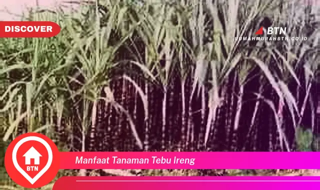 manfaat tanaman tebu ireng