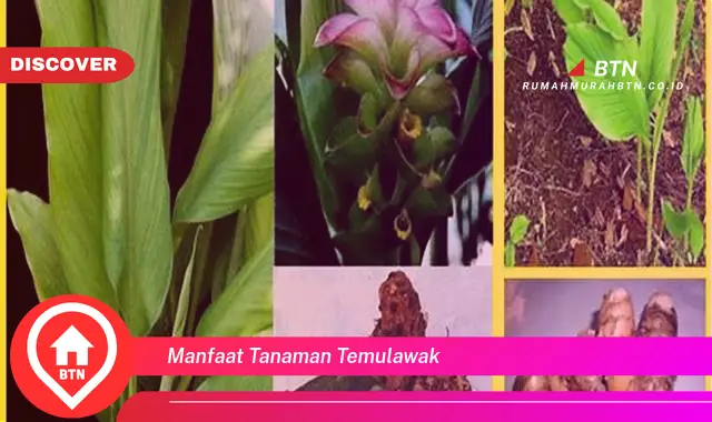 manfaat tanaman temulawak