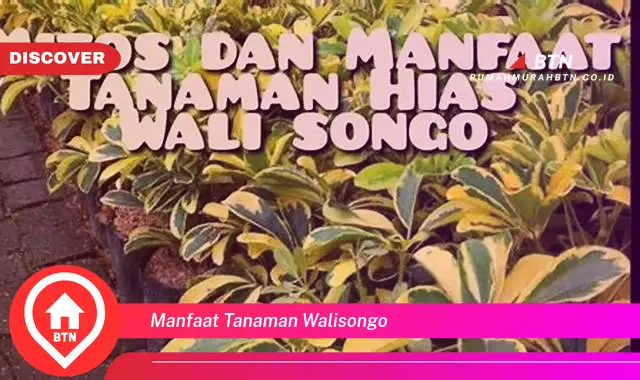 manfaat tanaman walisongo