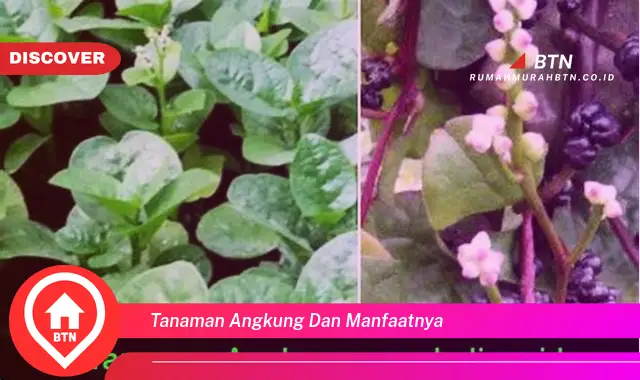 tanaman angkung dan manfaatnya