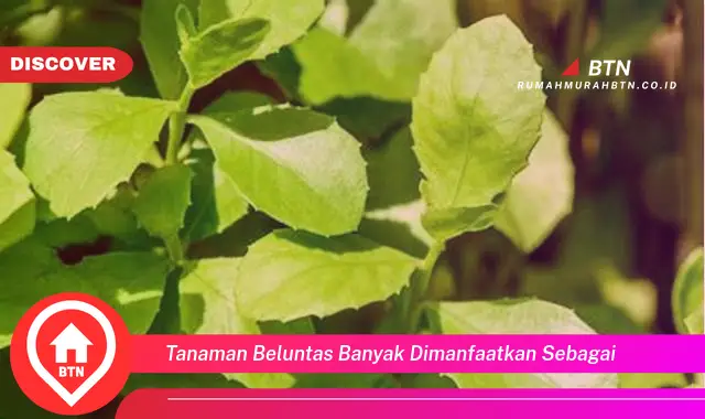 tanaman beluntas banyak dimanfaatkan sebagai