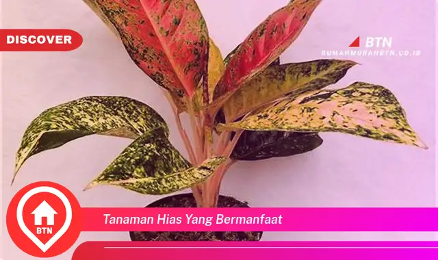 tanaman hias yang bermanfaat