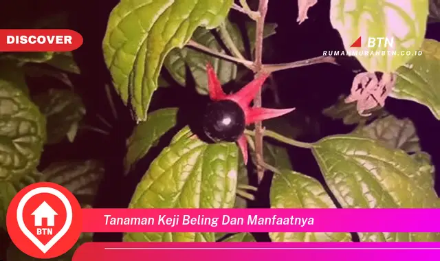 tanaman keji beling dan manfaatnya