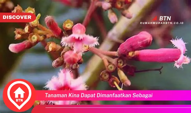 tanaman kina dapat dimanfaatkan sebagai