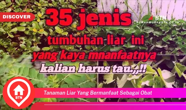 tanaman liar yang bermanfaat sebagai obat