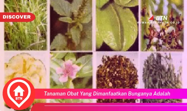 tanaman obat yang dimanfaatkan bunganya adalah