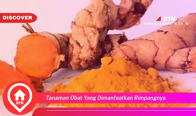 tanaman obat yang dimanfaatkan rimpangnya