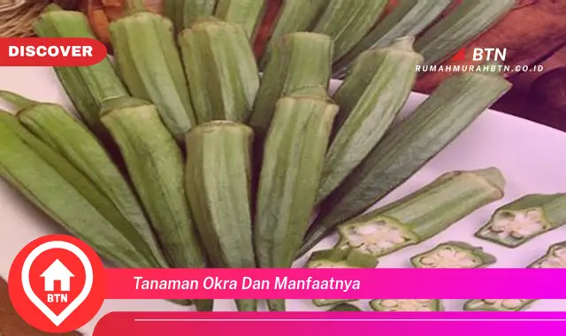 tanaman okra dan manfaatnya