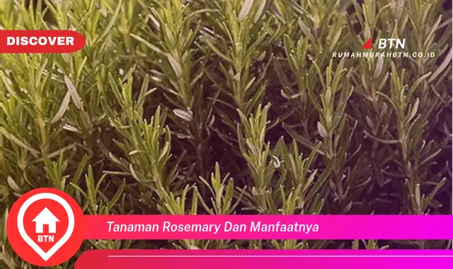 tanaman rosemary dan manfaatnya