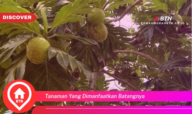 tanaman yang dimanfaatkan batangnya